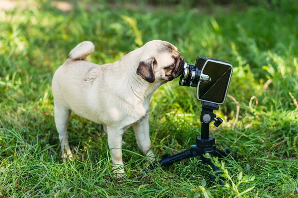 Retro camera. The dog looks at the retro camera. Pug dog breed.