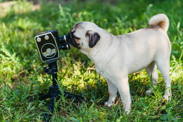 Retro camera. The dog looks at the retro camera. Pug dog breed.