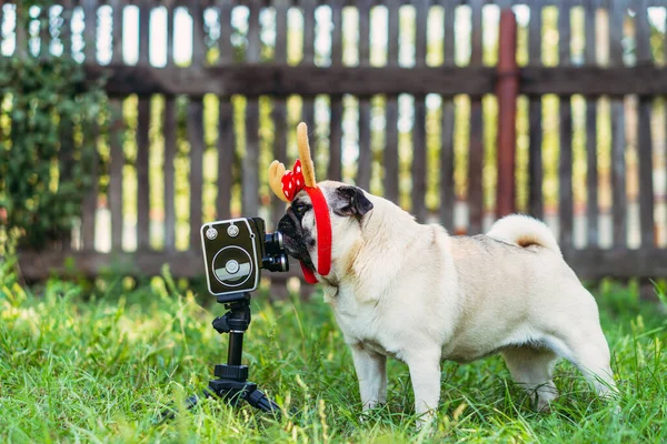 Retro camera. A dog with horns on his head poses for a retro movie camera.