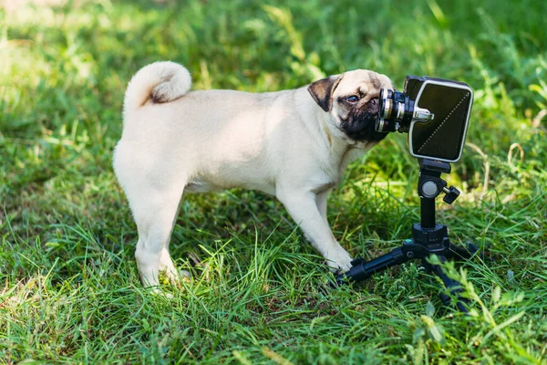 Ρετρό Κάμερα Σκύλος Κοιτάζει Την Ρετρό Κάμερα Φυλή Σκύλου Παγκ — Φωτογραφία Αρχείου
