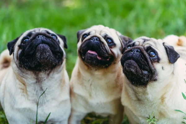 Pugs Los Perros Piden Comida Dueño — Foto de Stock