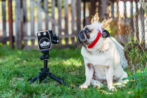 Retro Camera Dog Horns His Head Poses Retro Movie Camera — Stock Photo, Image