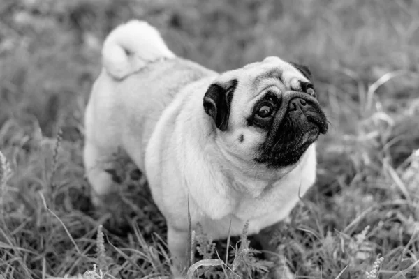 Mops Pug Ras Hund Porträtt — Stockfoto