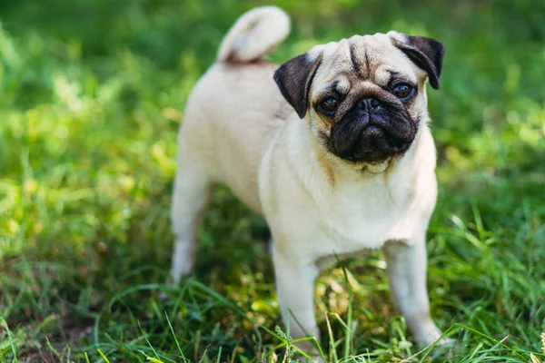 Mops Porträt Der Rasse Mops — Stockfoto