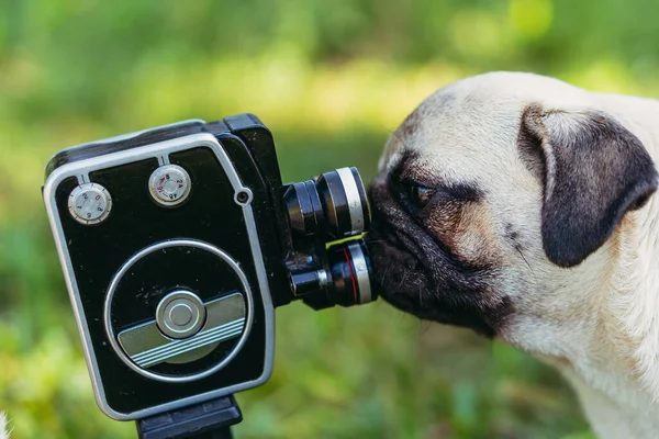 Retro Kamera Der Hund Blickt Die Retro Kamera Mops Hunderasse — Stockfoto