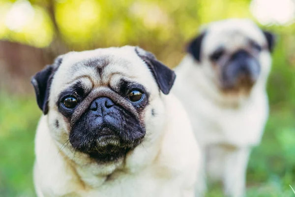 Mops Porträt Der Rasse Mops — Stockfoto