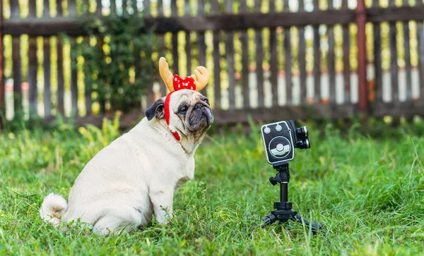 Retro camera. A dog with horns on his head poses for a retro movie camera.