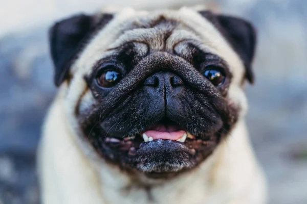 Pug Potret Anjing Pug Breed — Stok Foto