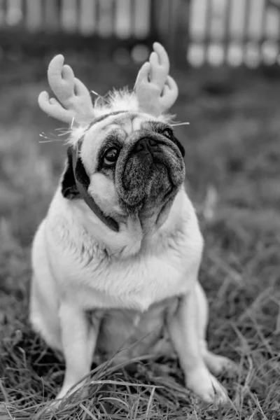 Pug Portrait Dog Headdress Form Deer Horns — Stock Photo, Image