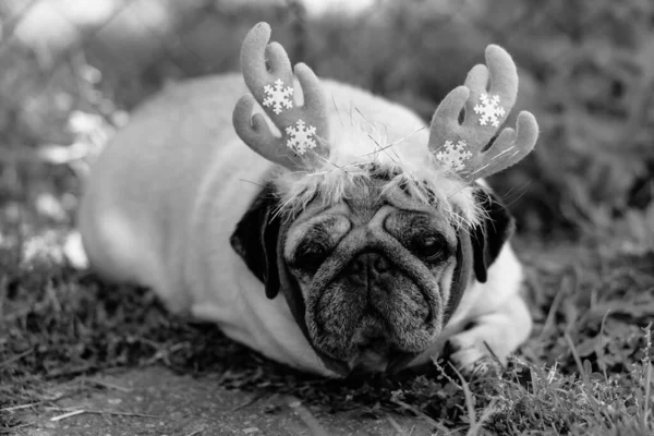 Pug Portret Psa Nakryciu Głowy Postaci Rogów Jelenia — Zdjęcie stockowe