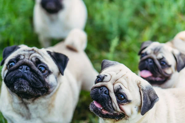 Möpse Hunde Bitten Besitzer Futter — Stockfoto