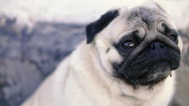 Pug. Pug cins köpek portresi.