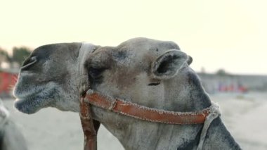 Deve. Sahilde duran bir devenin portresi. Mısır.