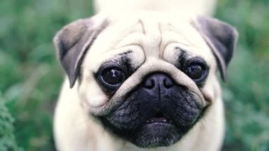 Pug. Pug cins köpek portresi.