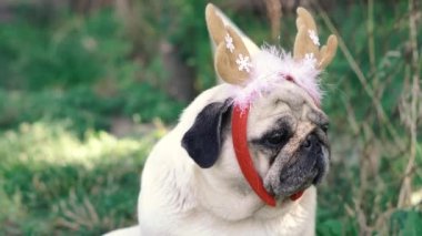 Pug. Geyik boynuzu şeklinde başlıklı bir köpeğin portresi..