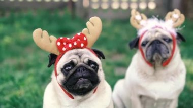 Pug. Geyik boynuzu şeklinde başlıklı iki köpek..