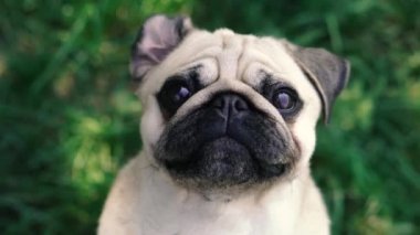 Pug. Pug cins köpek portresi.