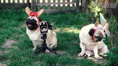 Retro kamera. Boynuzlu bir köpek eski bir film kamerası için poz veriyor..
