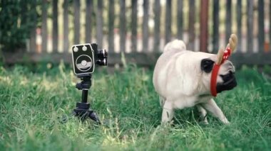 Retro kamera. Boynuzlu bir köpek eski bir film kamerası için poz veriyor..