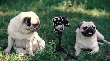 Retro kamera. Köpekler retro kameraya bakıyor. Köpek cinsi Pug..