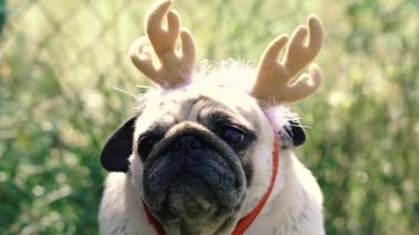 Pug. Geyik boynuzu şeklinde başlıklı bir köpeğin portresi..