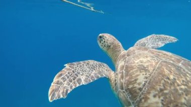 Kaplumbağa. Deniz kaplumbağası denizde yüzer. Mısır. Kızıl Deniz.