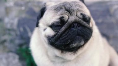 Pug. Pug cins köpek portresi.