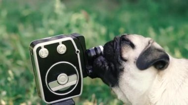 Retro kamera. Köpek retro kamerayı yalıyor..