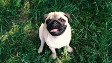 Pug. Yemek için yalvaran bir köpeğin portresi..