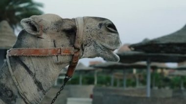 Deve. Sahilde duran bir devenin portresi. Mısır.