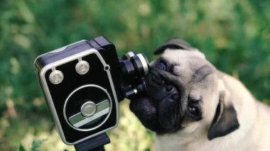Retro kamera. Köpek retro kamerayı yalıyor..