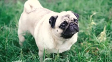 Pug. Pug cins köpek portresi.