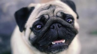 Pug. Pug cins köpek portresi.