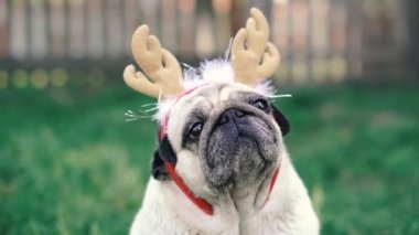 Pug. Geyik boynuzu şeklinde başlıklı bir köpeğin portresi..