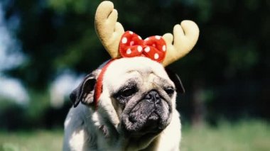 Pug. Geyik boynuzu şeklinde başlıklı bir köpeğin portresi..