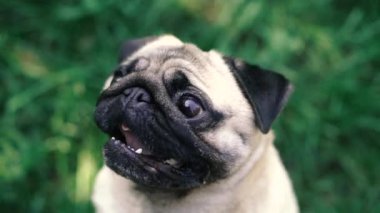 Pug. Pug cins köpek portresi.
