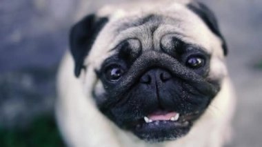 Pug. Pug cins köpek portresi.
