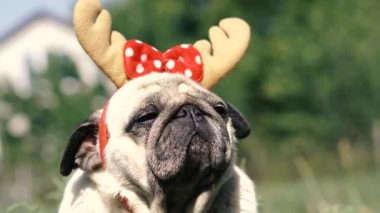 Pug. Geyik boynuzu şeklinde başlıklı bir köpeğin portresi..