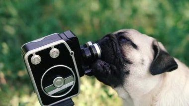 Retro kamera. Köpek retro kamerayı yalıyor..