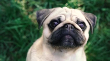 Pug. Pug cins köpek portresi.