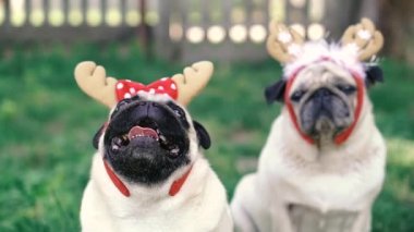 Pug. Geyik boynuzu şeklinde başlıklı iki köpek..