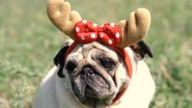 Pug. Geyik boynuzu şeklinde başlıklı bir köpeğin portresi..