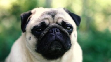 Pug. Pug cins köpek portresi.