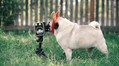 Retro kamera. Boynuzlu bir köpek eski bir film kamerası için poz veriyor..