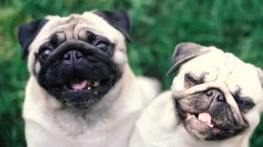 Pug. Pug cins köpek portresi.