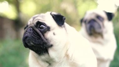 Pug. Pug cins köpek portresi.