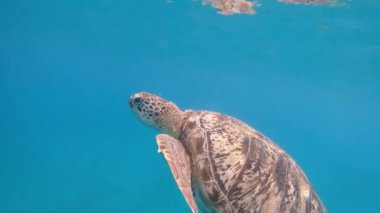 Kaplumbağa. Deniz kaplumbağası denizde yüzer. Mısır. Kızıl Deniz.