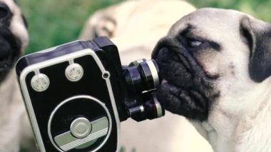 Retro kamera. Köpek retro kamerayı yalıyor..