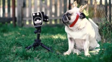 Retro kamera. Boynuzlu bir köpek eski bir film kamerası için poz veriyor..