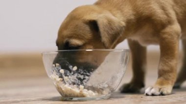 Yavru köpek. Yavru köpek sütlü yulaf lapası yiyor..